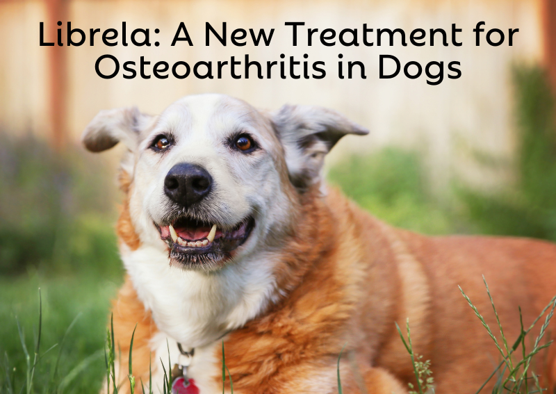 Carousel Slide 3: Cllck Here to Learn More About Librela: A Revolutionary Treatment for OA in Dogs