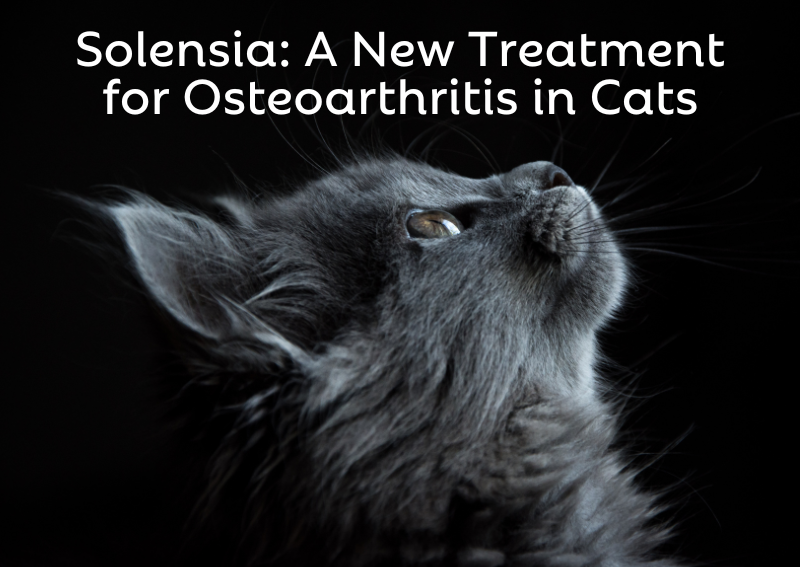 Carousel Slide 4: Click Here to Learn More About Solensia: A New Treatment for Osteoarthritis in Cats
