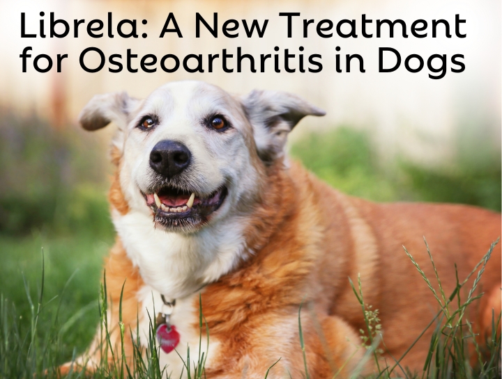 Librela: A Revolutionary Treatment for OA in Dogs