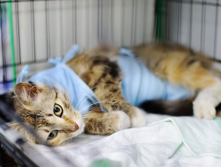 Petaluma Veterinary Surgeries