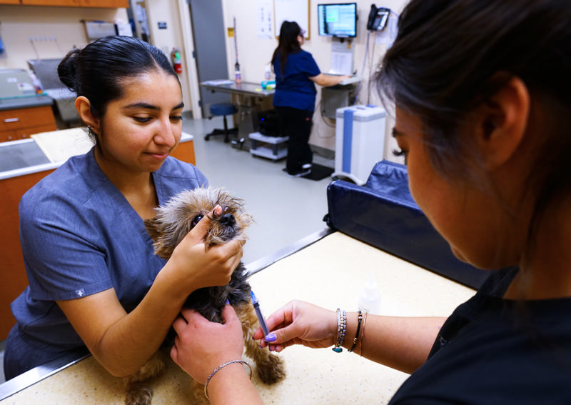 Carousel Slide 6: Dog veterinary care